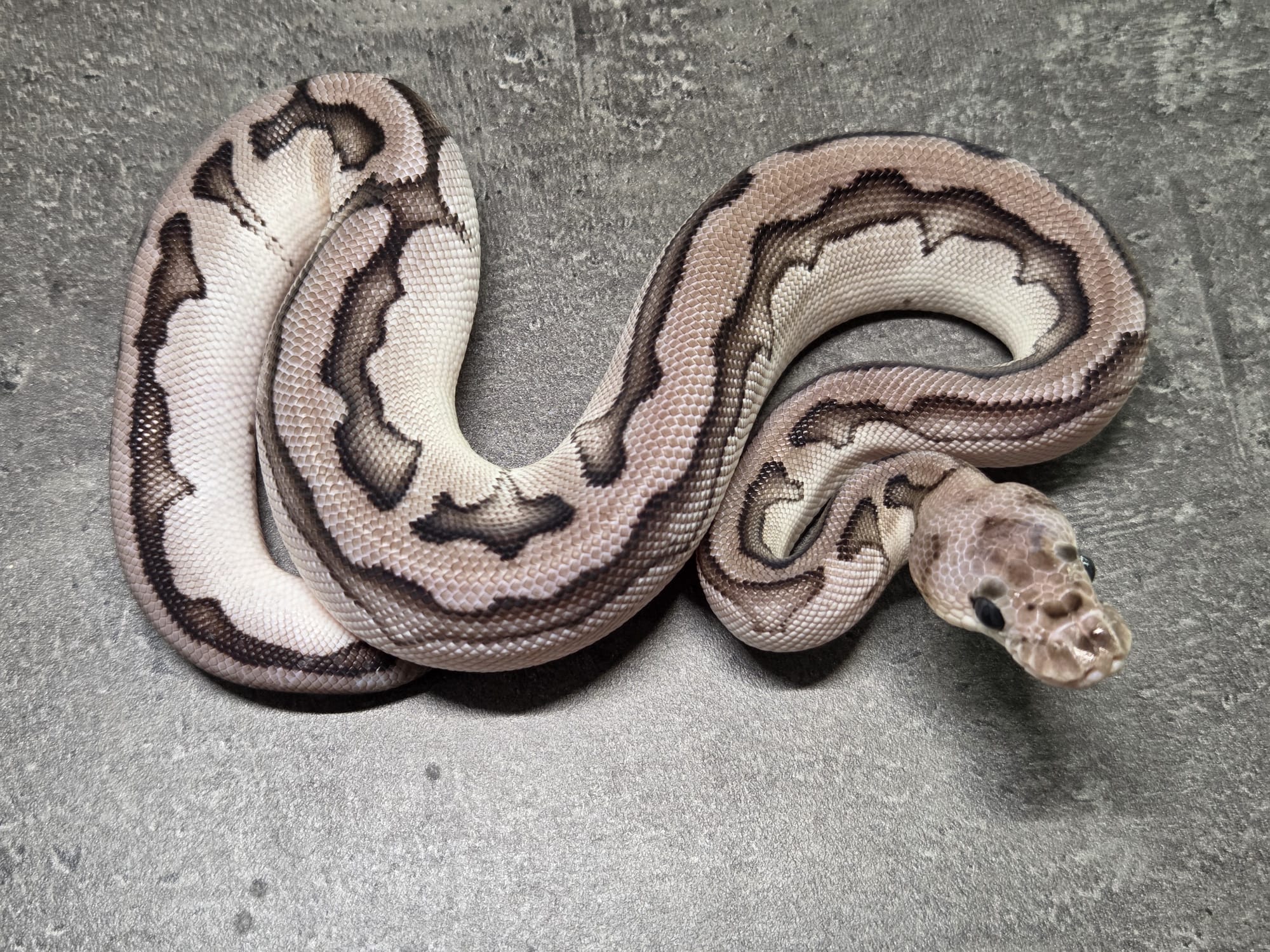 Python Regius