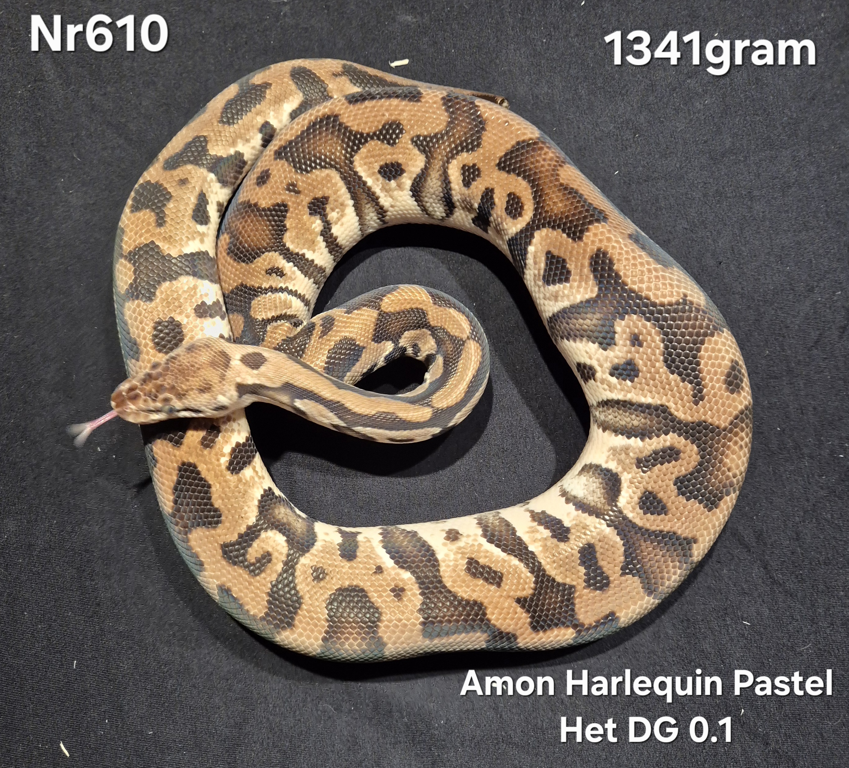 Python Regius