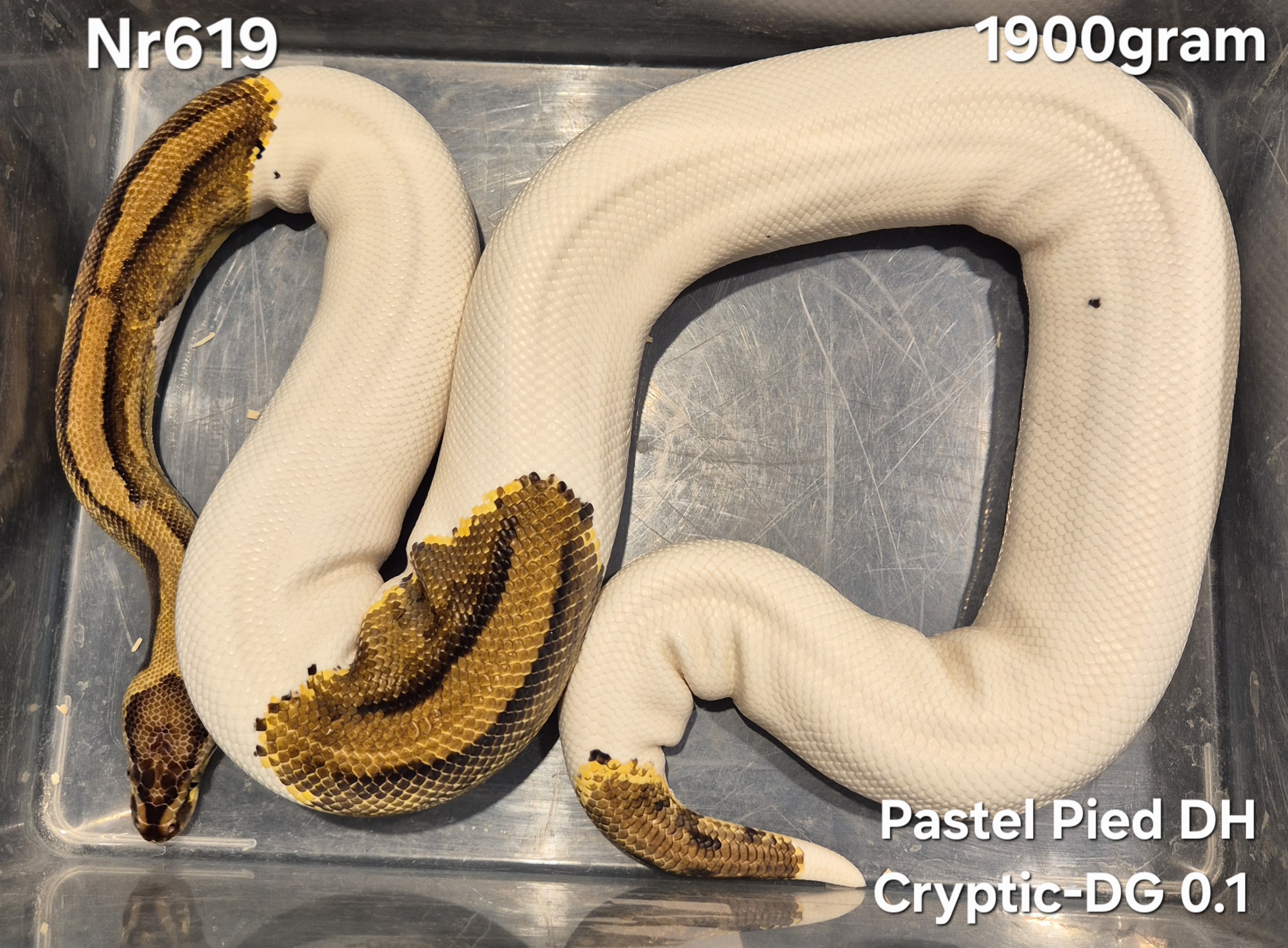 Python Regius