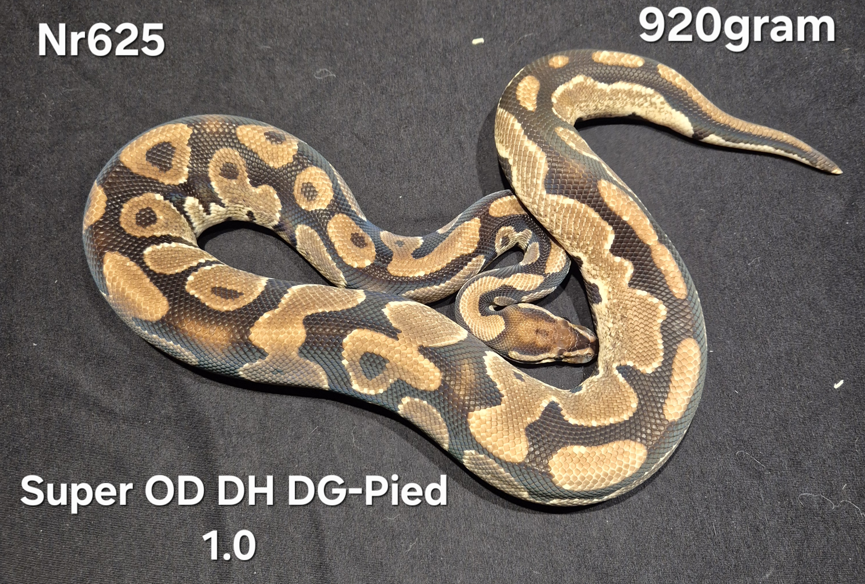 Python Regius